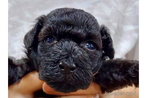 成約済の山口県のトイプードル-188474の4枚目